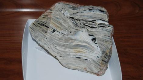 Stromatolite specimen
